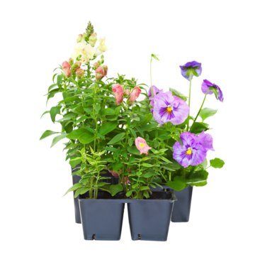 નર્સરી રોપ