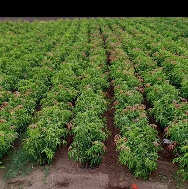 કેસર કલમ ના રોપા